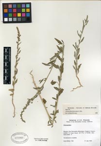 Herbarium Sheet of UCR 113097